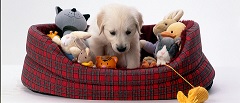PET TOYS